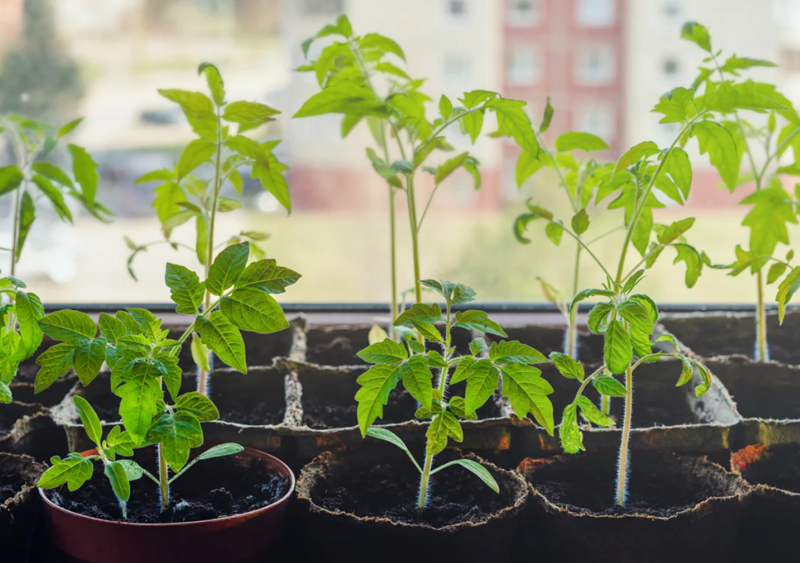 Tomato seedlings on a windowsill